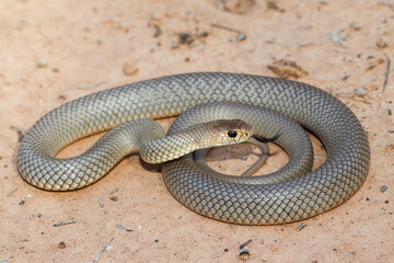Eastern Brown Snake flickering it's tongue