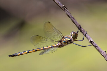 Australian Emerald Dragonfly resting on tree branch