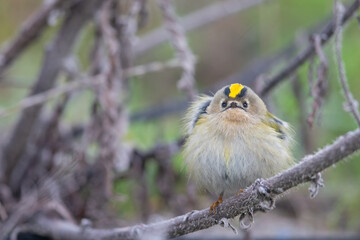 A migrating goldcrest foraging for small insects.