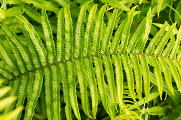 Fern in tropical jungle forest with sun light, outdoor nature background.