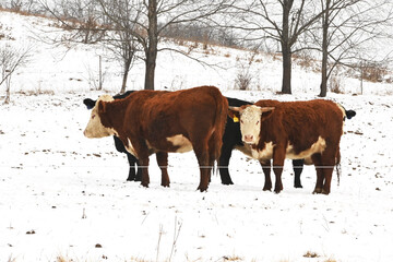 Four Herefords