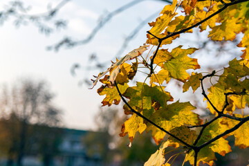 Beautiful autumn landscape. Colorful foliage in the park. Falling leaves painted yellow. Selective focus.