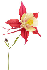 Red flower of aquilegia, blossom of catchment closeup, isolated on white background