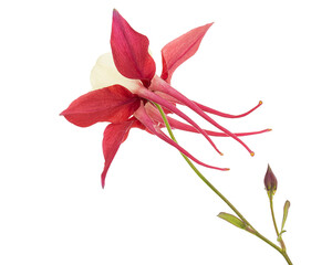 Red flower of aquilegia, blossom of catchment closeup, isolated on white background