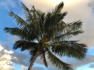Fototapeta premium Palm Tree at beginning of Sunset