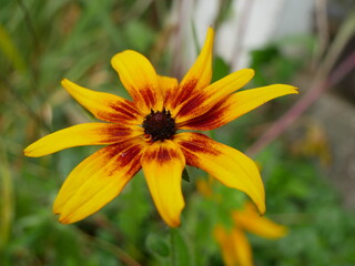 Rudbekia