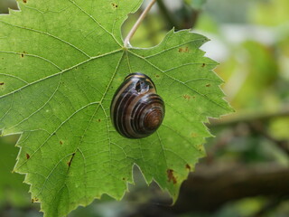 Ślimak © Katarzyna