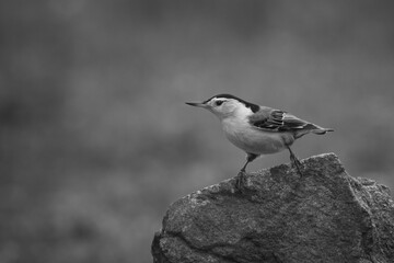 Monochrome of White-Breasted Nuthatch Perched Atop a Rock In Pottersville, NJ, USA