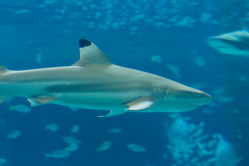 Fototapeta premium ツマグロ