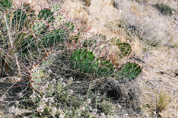 Wild cacti growing on the mountain. A green plant with thorns in the open air. Travel, adventure and tourism