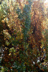 Autumn in an urban environment