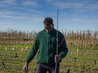 Series of an African farmer planting fruit trees on a sunny winter day