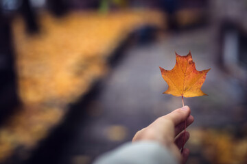 Woman hand holding yellow autumn leaf..
