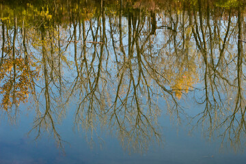 Obraz premium reflection of autumn trees in water