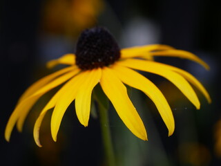 Rudbekia