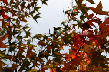 Autumn in an urban environment