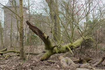 Fallen tree in the park near the castle