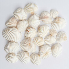 White shells