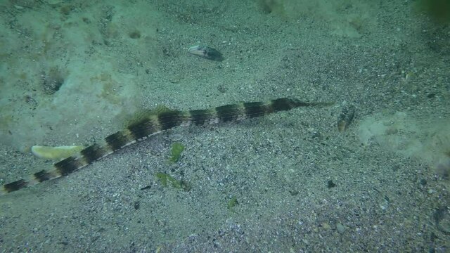 Thickly snouted pipefish (Syngnathus variegatus) floating over the seabed.