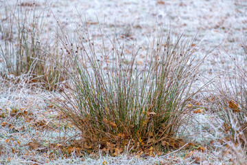 Binsen (Juncus) mit Rauhreif