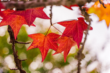 detail of liquidambar (sweetgum tree) leafs with blurred background - autumnal background