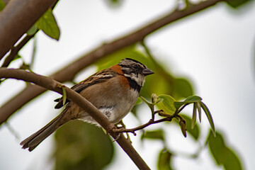 Pajarito 