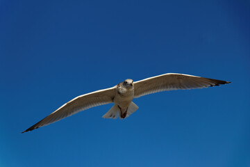 seagull in flight