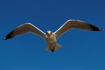 seagull in flight