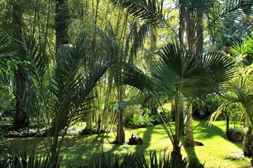 Green vegetation in a botanical garden in Elche