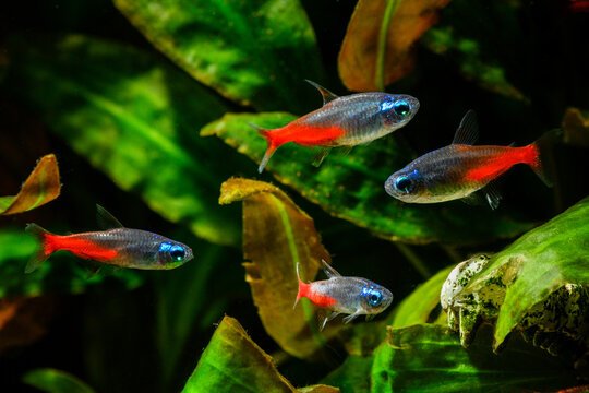 Paracheirodon - Glowing diamond neon in an aquarium.
