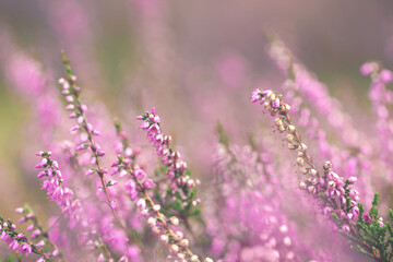 Beautiful heather flowers. Shallow depth of field. Soft focus.