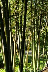 Plakat Bambusoideae Green bamboo trunks