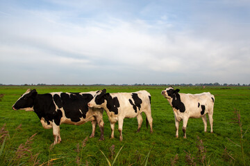 K&uuml;he in Jonen in den Niederlanden