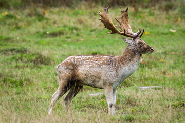 Naklejka na ściany i meble A beautiful deer in a forest in England