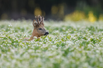 Roe deer in a field with white flowers