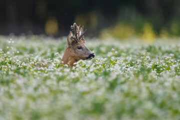 Roe deer in a field with white flowers