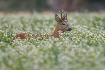 Roe deer in a field with white flowers