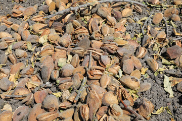 Almond on the ground for sweeping and brushing process, pre picking procedure separating twigs from fruit.