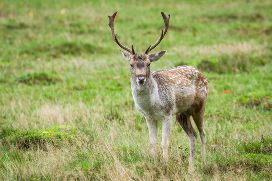 A beautiful deer in a forest in England © Z Fiedler