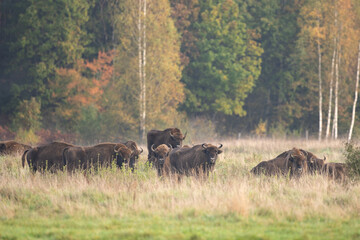 The wild European bison in the protected area Belovieza forest. The herd of bison on the meadow. Autumn in the wild Poland nature. The curious herd of European bison. 