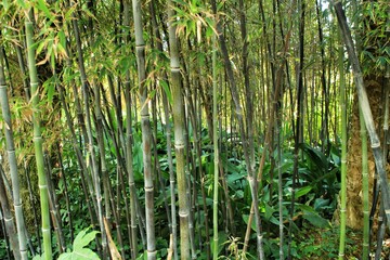 Phyllostachys Nigra bamboo forest in the garden