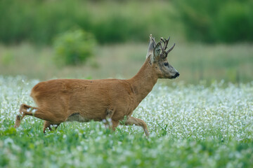 Roe deer in a field with white flowers