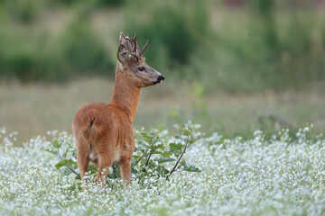 Roe deer in a field with white flowers © Menno Schaefer