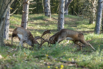 Fallow deer in nature during rutting season