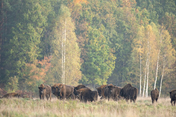 The wild European bison in the protected area Belovieza forest. The herd of bison on the meadow. Autumn in the wild Poland nature. The curious herd of European bison. 