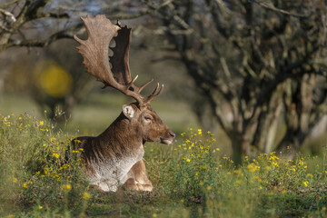 Fallow deer in nature during rutting season