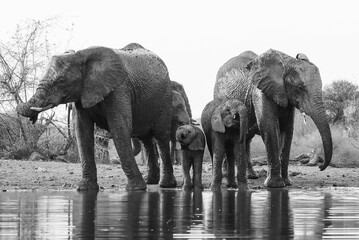 Family Night at a Madikwe Watering Hole