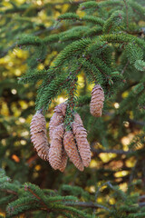 Spruce branch with cones and resin. Winter time.
