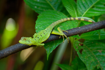 Green Basilisk - Basiliscus plumifrons also called the green basilisk, the double crested basilisk, or the Jesus Christ lizard, species of lizard in the family Corytophanidae