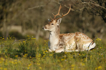 Fallow deer in nature during rutting season